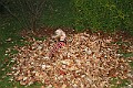 IMG_5774