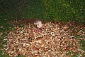 IMG_5775