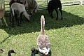 IMG_8151