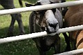 IMG_8153