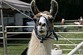 IMG_8158