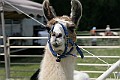 IMG_8159