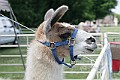 IMG_8160