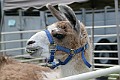 IMG_8161