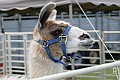 IMG_8164