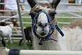 IMG_8165