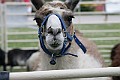 IMG_8166