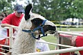 IMG_8170