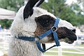 IMG_8198