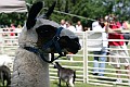 IMG_8205