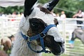 IMG_8208