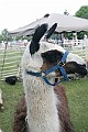 IMG_8209