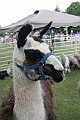 IMG_8210