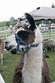 IMG_8211