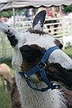 IMG_8216