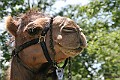 IMG_5235