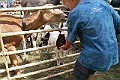 IMG_5296