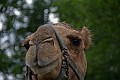_MG_2919