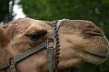 _MG_2921