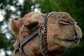 _MG_2922