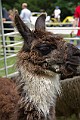 _MG_2957