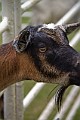 _MG_2963