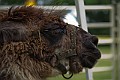 _MG_2965