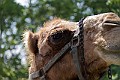 _MG_7531