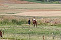 _MG_4392