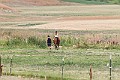 _MG_4394
