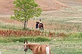 _MG_4395