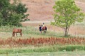 _MG_4396
