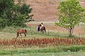 _MG_4397