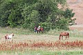 _MG_4398
