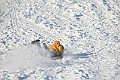 IMG_6637