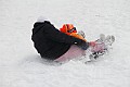 _MG_8493