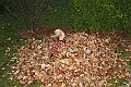 Keleous_tannis_leaves