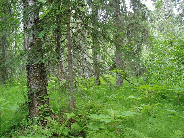 P6190281.jpg