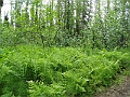 P6190279
