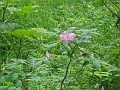 P6190285