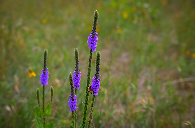 1G0A0541_2_3_4_5.jpg