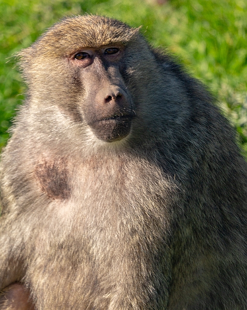 1G0A6393.jpg