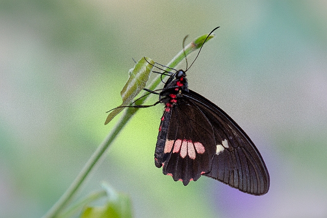 1G0A7297.jpg