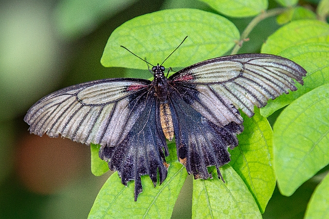 1G0A7305.jpg