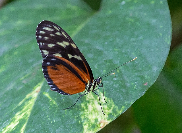 1G0A7420.jpg