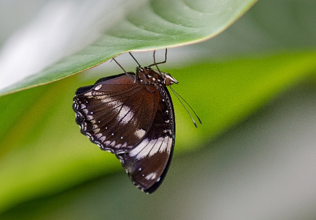 1G0A7483.jpg