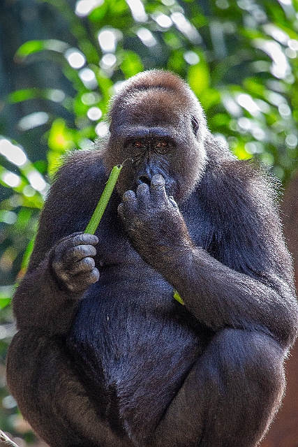 1G0A7586.jpg