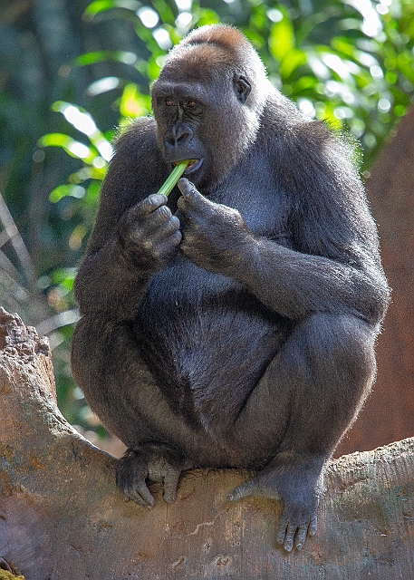1G0A7591.jpg