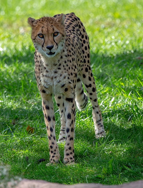 1G0A7650.jpg