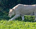 1G0A6288